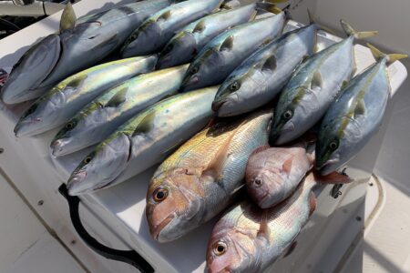 １２月１０日の釣果です🎣