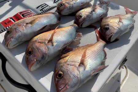 １２月２日の釣果です🎣🦑